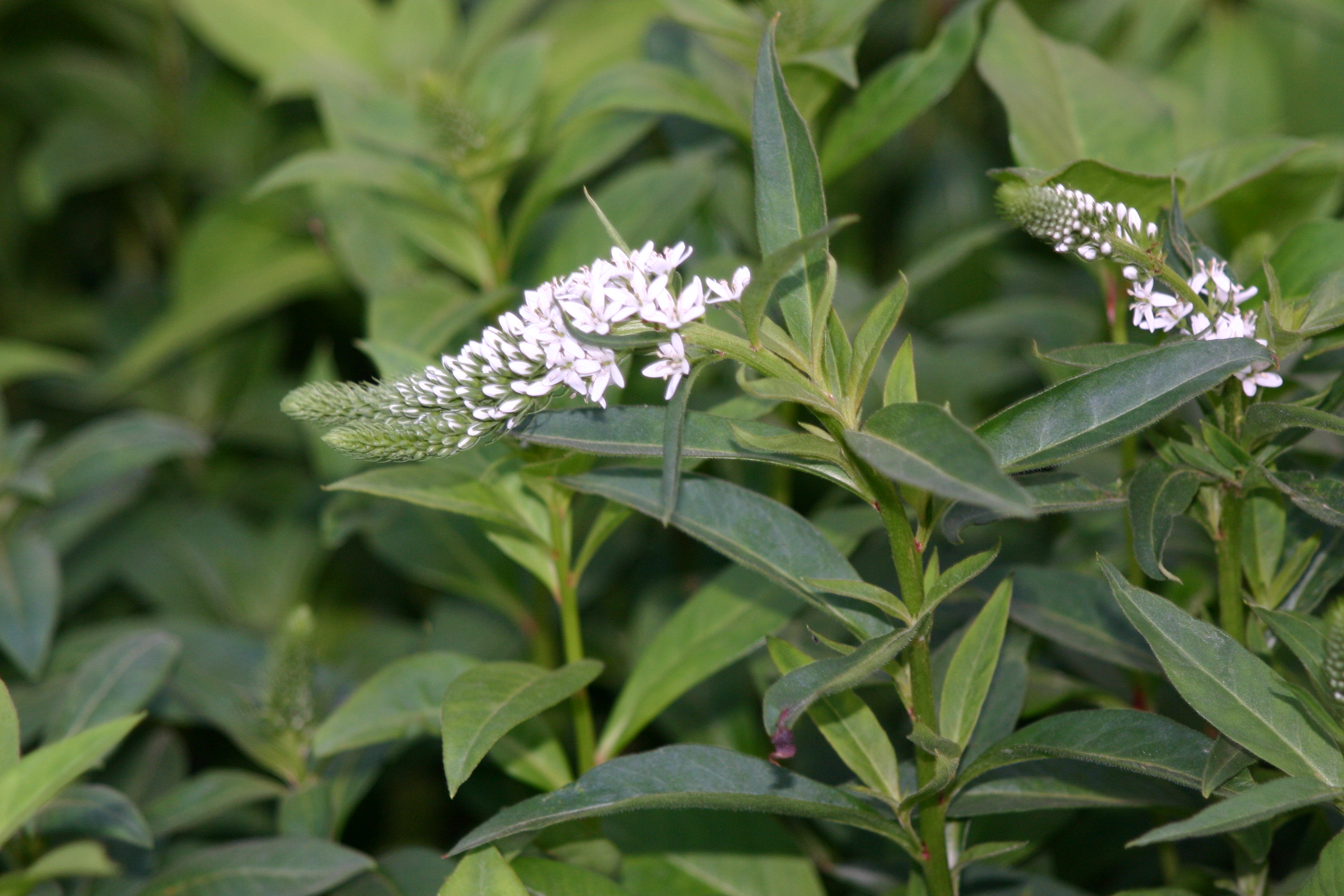 Lysimachia barystachy